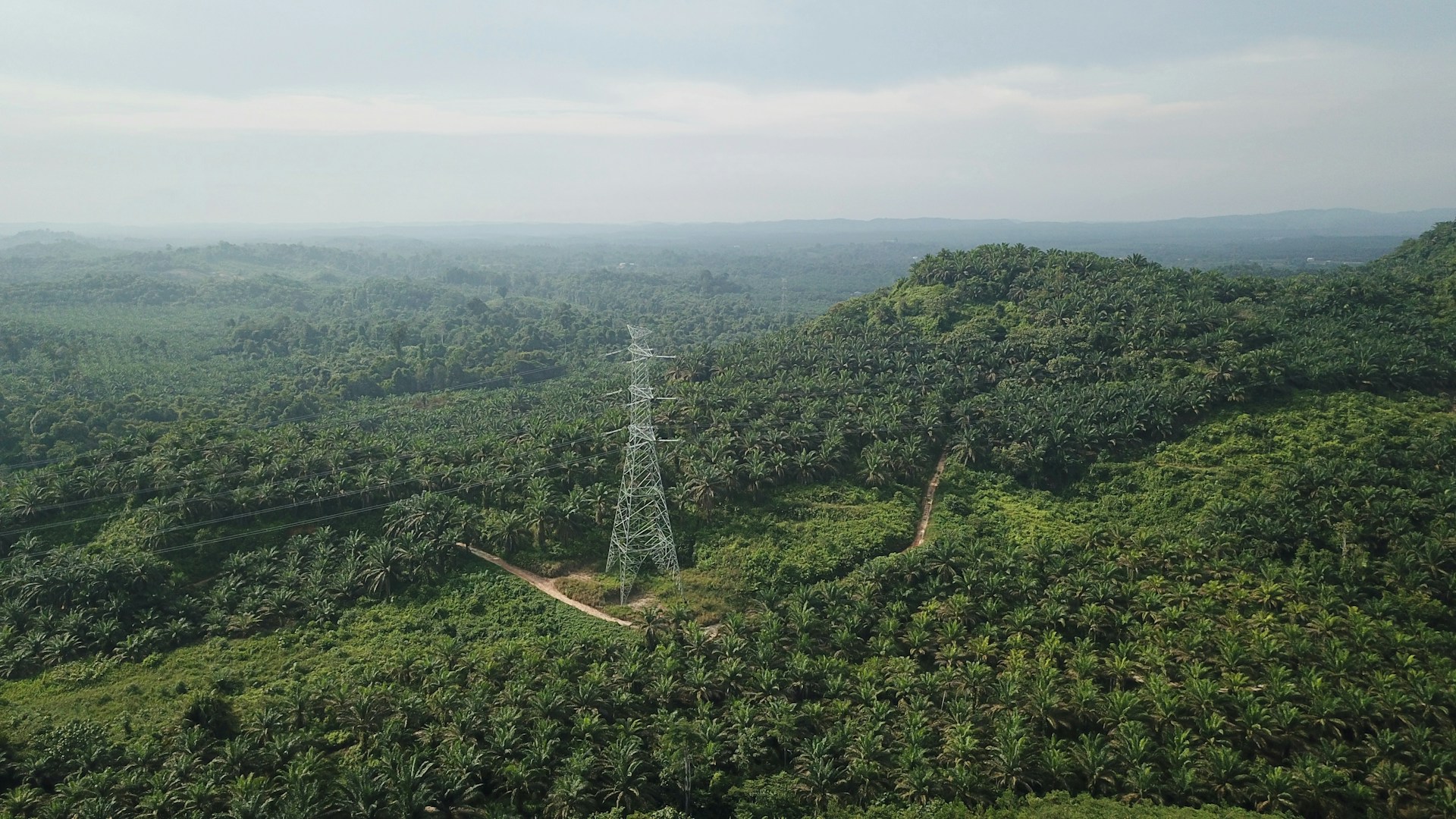 Kebun Sawit Ilegal di Indonesia Setara 12 Kali Pulau Bali