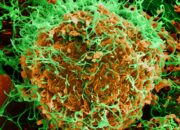Ebola RD Kongo Tembus 5.021 Kasus, Korban Jiwa Capai 2.378 Orang