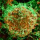 Ebola RD Kongo Tembus 5.021 Kasus, Korban Jiwa Capai 2.378 Orang