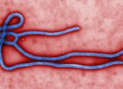 Wabah Ebola Kongo Meluas, 5.794 Kasus, 2.786 Orang Meninggal