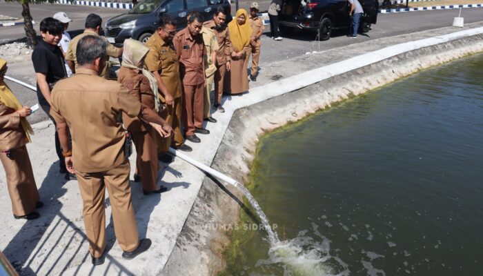 10 Ribu Benih Nila Monoseks Hasil BBI Sidrap Ditebar di Kolam Kantor Bupati