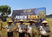 Rutan Sidrap Gelar Panen Raya Padi, Dorong Kemandirian Warga Binaan