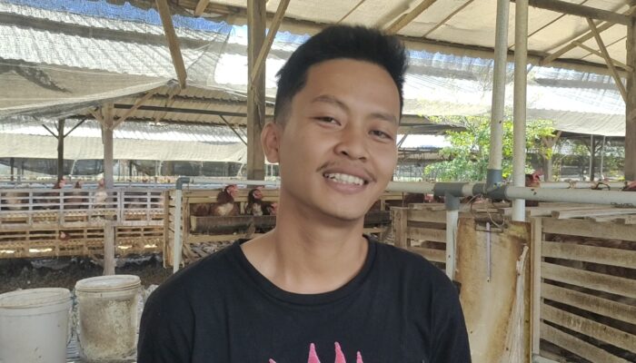 Peternak Muda Sidrap Produksi Lebih dari 700 Rak Telur Setiap Hari