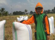 Petani Sidrap Sukses Panen 2,52 Ton Gabah di Tengah Musim Kemarau