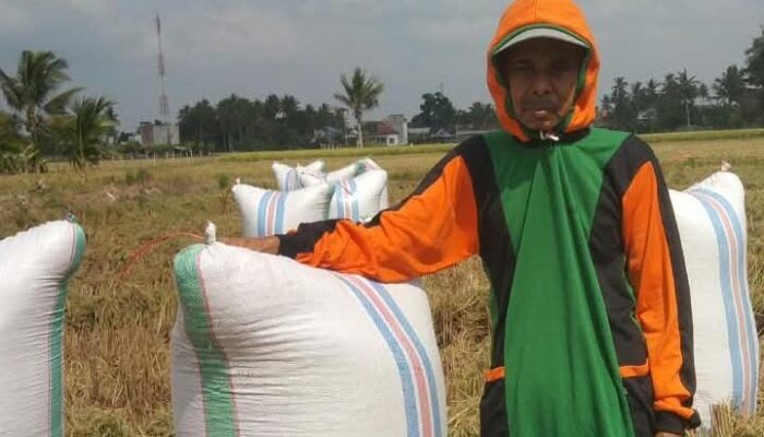 Petani Sidrap Sukses Panen 2,52 Ton Gabah di Tengah Musim Kemarau