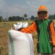 Petani Sidrap Sukses Panen 2,52 Ton Gabah di Tengah Musim Kemarau