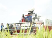 Walmas Panen 8,9 Ton Padi di Tengah Musim Kemarau