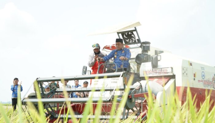 Walmas Panen 8,9 Ton Padi di Tengah Musim Kemarau