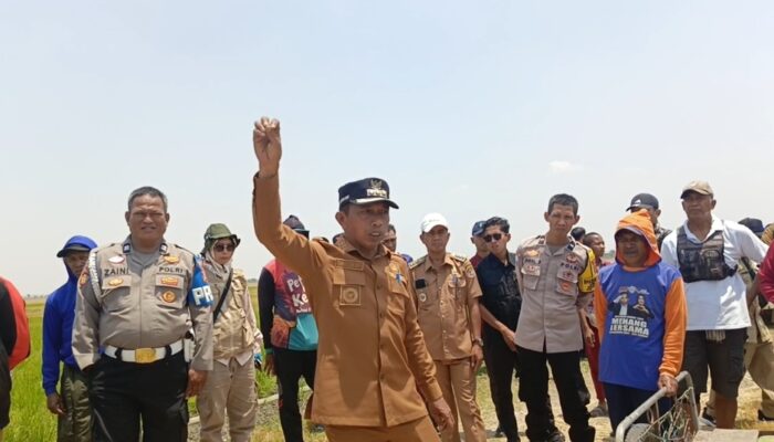Kemarau Ancam Sawah di Tellu Limpoe, Bupati Sidrap Upayakan Air dari Danau Sidenreng