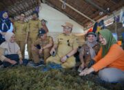 Potensi Rumput Laut Luwu Besar, Patahudding Dorong Pengelolaan Diperkuat