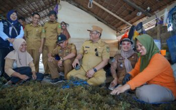 Potensi Rumput Laut Luwu Besar, Patahudding Dorong Pengelolaan Diperkuat Potensi Rumput Laut Luwu Besar, Patahudding Dorong Pengelolaan Diperkuat