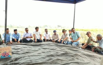 Petani Balla Panen 7,5 Ton per Hektare Saat Kemarau, Dinas Pertanian Dorong MDA Masuk Sektor Pertanian Petani Balla Panen 7,5 Ton per Hektare Saat Kemarau, Dinas Pertanian Dorong MDA Masuk Sektor Pertanian