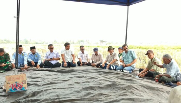 Petani Balla Panen 7,5 Ton per Hektare Saat Kemarau, Dinas Pertanian Dorong MDA Masuk Sektor Pertanian