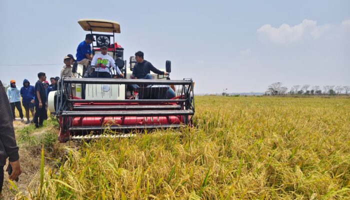 Listrik Masuk Sawah Hidupkan Lahan Tadah Hujan di Bapangi Sidrap Saat Kemarau