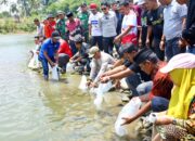 Bupati Bone Hadiri Pesta Panen Mallemmang, 10 Ribu Bibit Ikan Dilepas