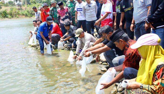 Bupati Bone Hadiri Pesta Panen Mallemmang, 10 Ribu Bibit Ikan Dilepas
