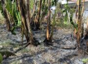 Kebun Pisang Kebakaran di Pemukiman Padat Penduduk
