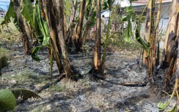 Kebun Pisang Kebakaran di Pemukiman Padat Penduduk
