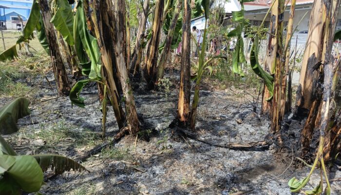 Kebun Pisang Kebakaran di Pemukiman Padat Penduduk