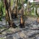 Kebun Pisang Kebakaran di Pemukiman Padat Penduduk