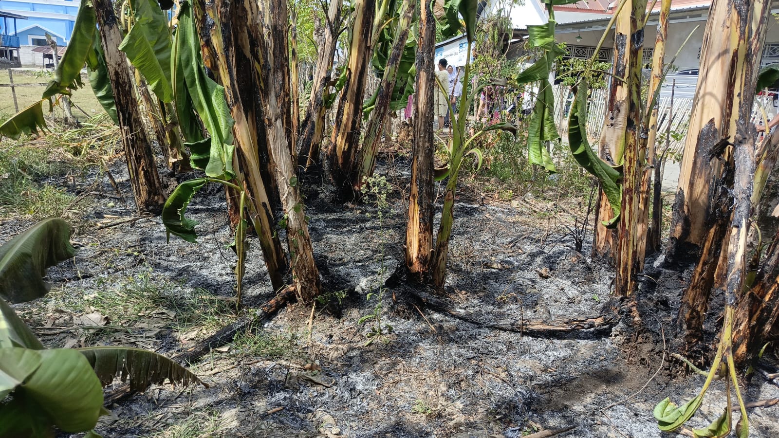 Kebun Pisang Kebakaran di Pemukiman Padat Penduduk